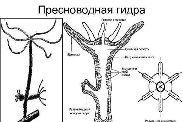 Зеркала тор